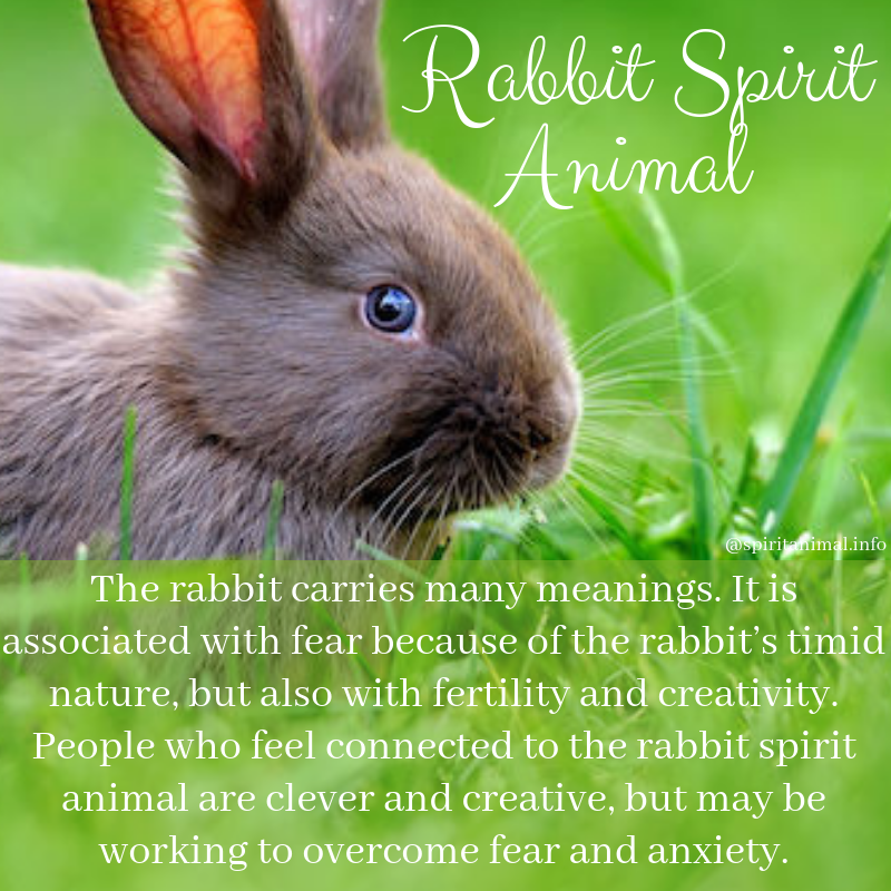 El conejo, animal espiritual