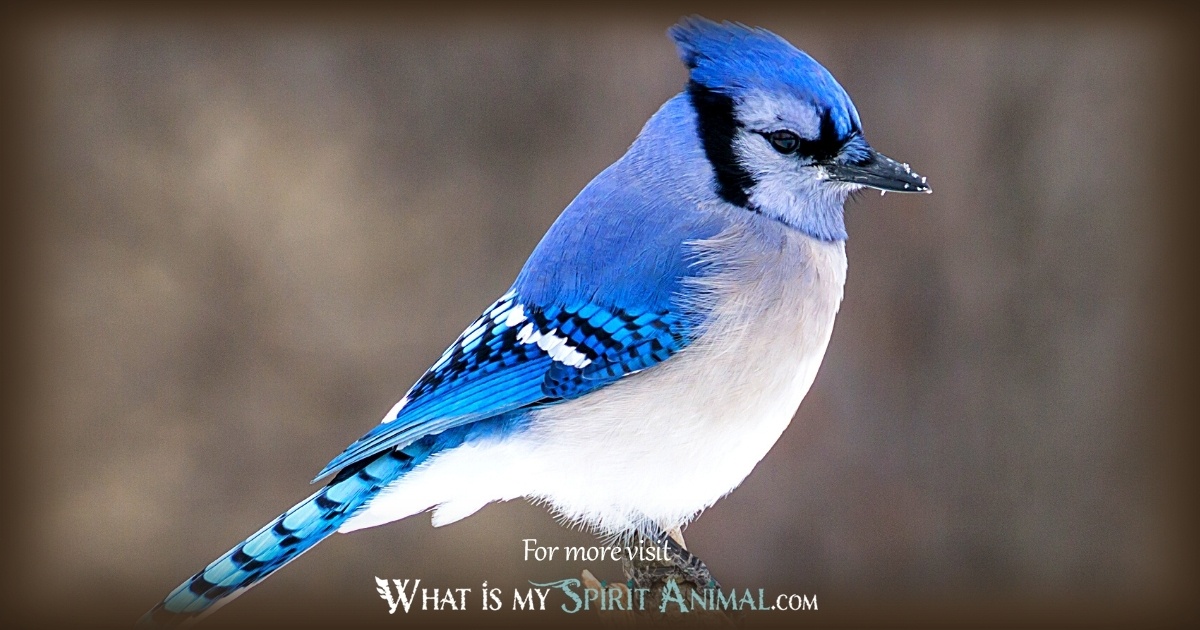 Духовное животное голубая сойка