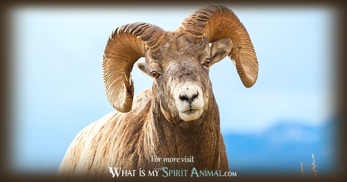 The Ram Spirit Animal
