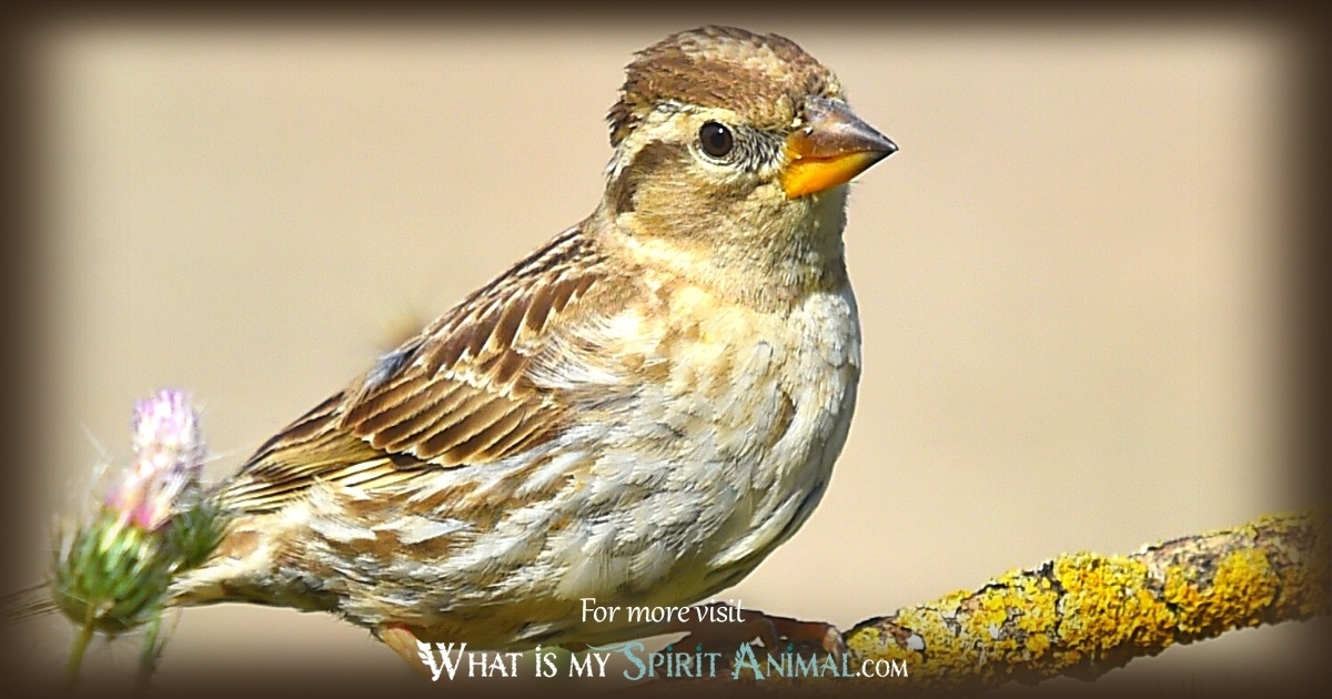 Sparrow Spirit တိရစ္ဆာန်