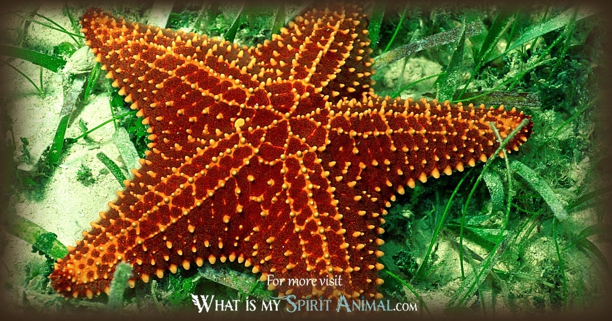 Haiwan Semangat Starfish